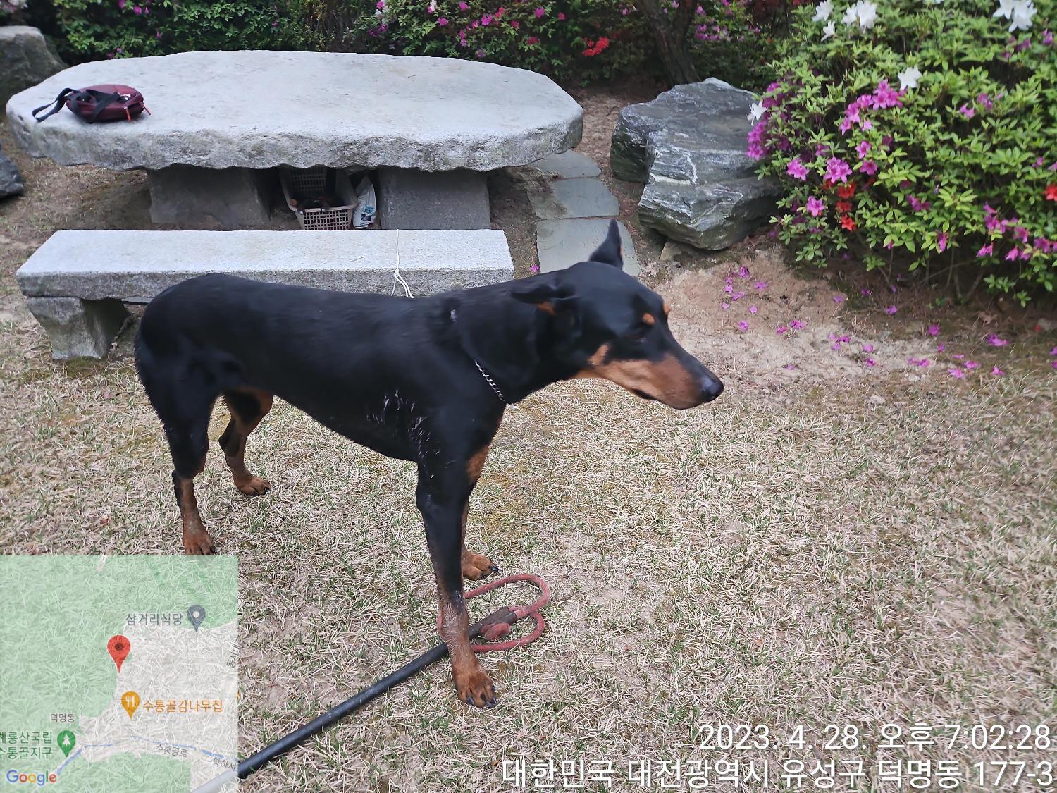 대전동물보호센터_430367202300259